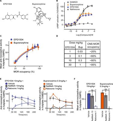 EPD1504: a novel μ-opioid receptor partial agonist attenuates obsessive–compulsive disorder (OCD)-like behaviors